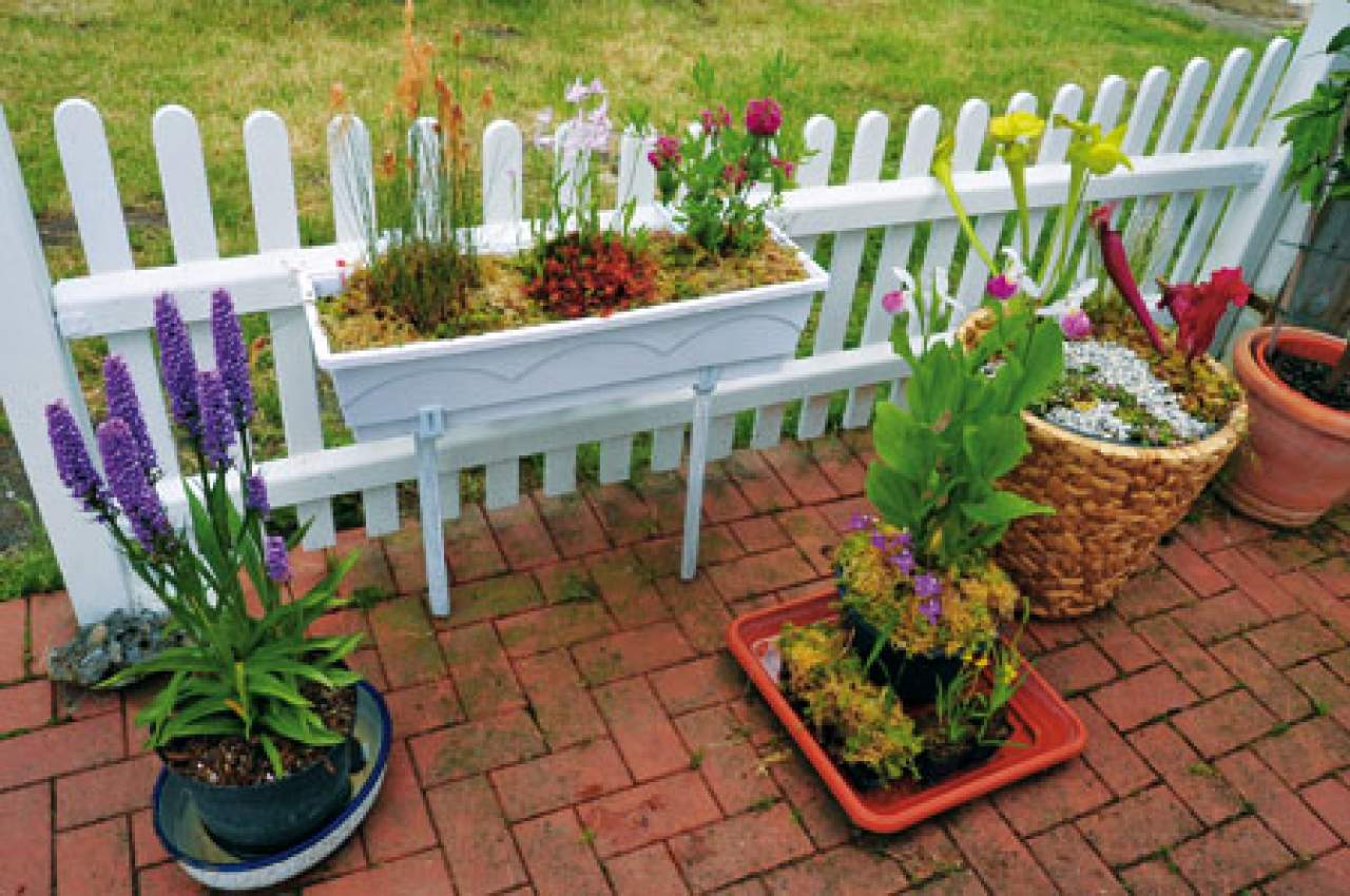 Blühende Mini-Moore - Für Garten, Terrasse und Balkon